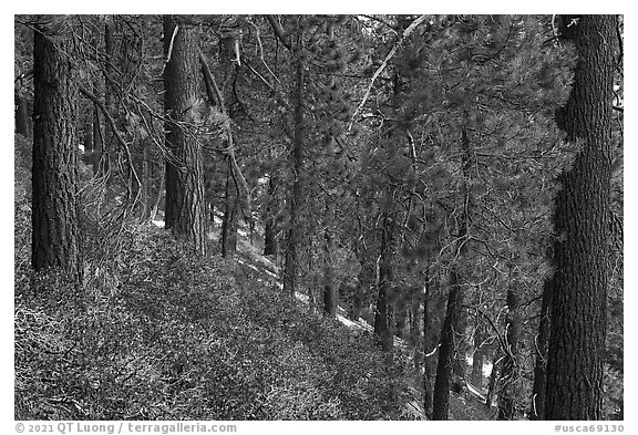 Fir forest with understory of manzanita and ceanothus. Sand to Snow National Monument, California, USA (black and white)