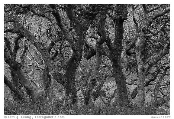 Twisted trunks of coast live oak trees in early spring. California, USA (black and white)