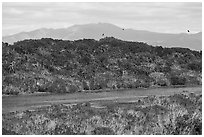 Pond, hill, birds, and ducks. California, USA ( black and white)