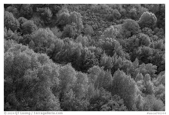 Trees on hillside in late winter, Evergreen hills. San Jose, California, USA (black and white)