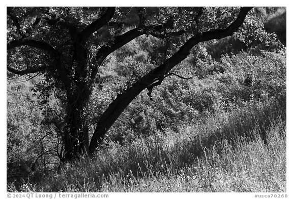 Grasses and oak tree in spring, Almaden Quicksilver County Park. San Jose, California, USA (black and white)