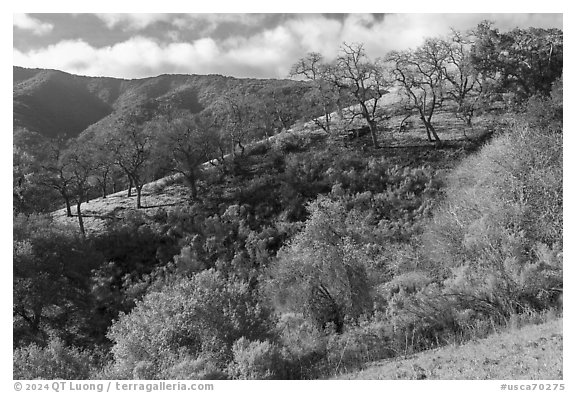 Hillside with oaks in early spring, Santa Rosa Open Space. San Jose, California, USA (black and white)