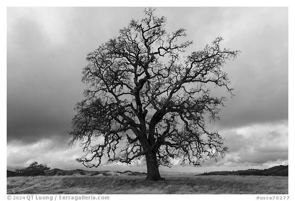 Bare oak tree, Joseph Grant County Park. San Jose, California, USA (black and white)