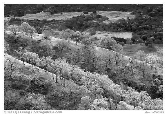 Oak trees on ridge in autumn, Joseph Grant County Park. San Jose, California, USA (black and white)