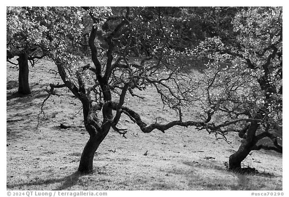 Oak trees with few remaining leaves in autumn, Coyote Lake Harvey Bear Ranch County Park. California, USA (black and white)