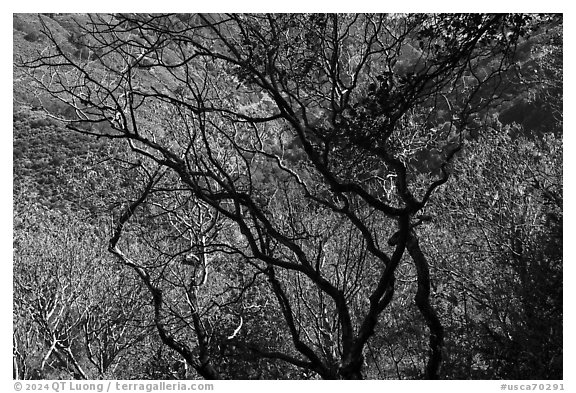 Trees in autumn, Alum Rock Park. San Jose, California, USA (black and white)