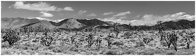 Mojave Desert landscape with Joshua trees and mountains. Mojave National Preserve, California, USA (black and white)