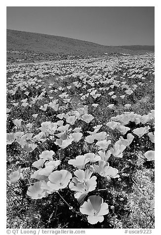 California Poppies in spring, hills W of the Preserve. Antelope Valley, California, USA (black and white)