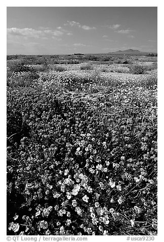 Yellow and purple desert flowers on mud flats. Antelope Valley, California, USA (black and white)
