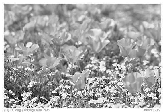 Close up of California Poppies. Antelope Valley, California, USA (black and white)