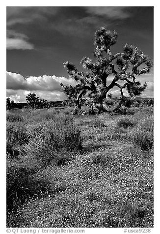 Yellow desert Marygold and Joshua Tree. Antelope Valley, California, USA (black and white)