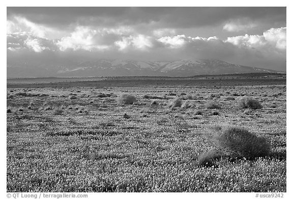 Meadow covered with poppies and sage bushes. Antelope Valley, California, USA (black and white)
