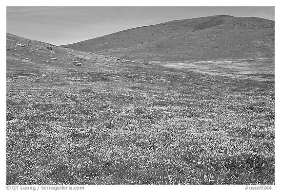 Hills W of the Preserve, covered with multicolored flowers. Antelope Valley, California, USA