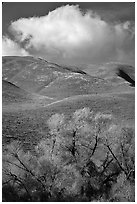 Trees, verdant hills,  Gorman Hills. California, USA (black and white)