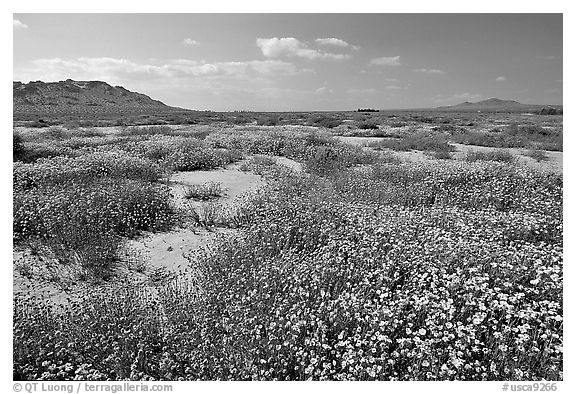 Wildflowers growing out of mud flats. Antelope Valley, California, USA