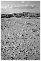 Wildflowers growing out of cracked mud flats. Antelope Valley, California, USA (black and white)