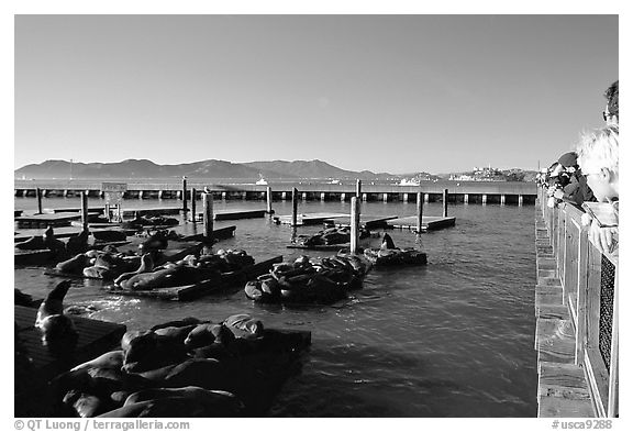 Tourists watch Sea Lions at Pier 39, late afternoon. San Francisco, California, USA (black and white)