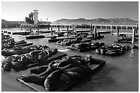 California Sea Lions at Pier 39, late afternoon. San Francisco, California, USA (black and white)