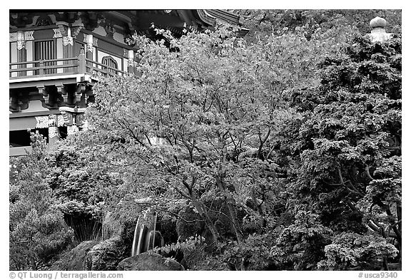 Red maple and pagoda detail, Japanese Garden, Golden Gate Park. San Francisco, California, USA (black and white)