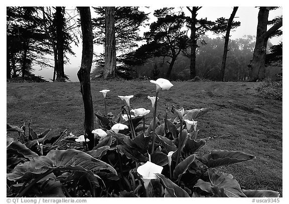 Calla Lily flowers and trees in fog, Golden Gate Park. San Francisco, California, USA (black and white)