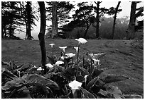 Calla Lily flowers and trees in fog, Golden Gate Park. San Francisco, California, USA (black and white)