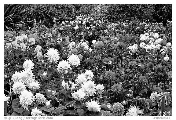 Multicolored dalhia flowers, Golden Gate Park. San Francisco, California, USA (black and white)