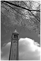 The Campanile, University of California at Berkeley campus. Berkeley, California, USA (black and white)