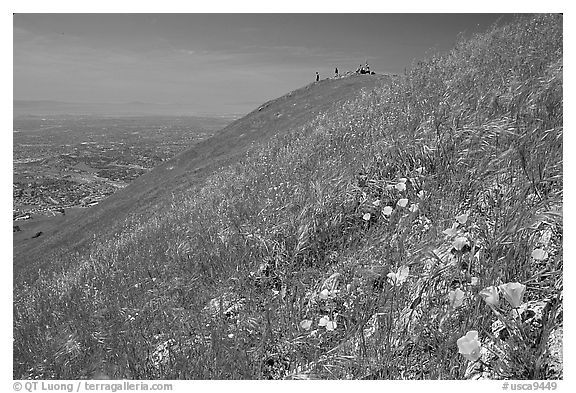 Wildflowers near  the summit of Mission Peak, Mission Peak Regional Park. California, USA (black and white)