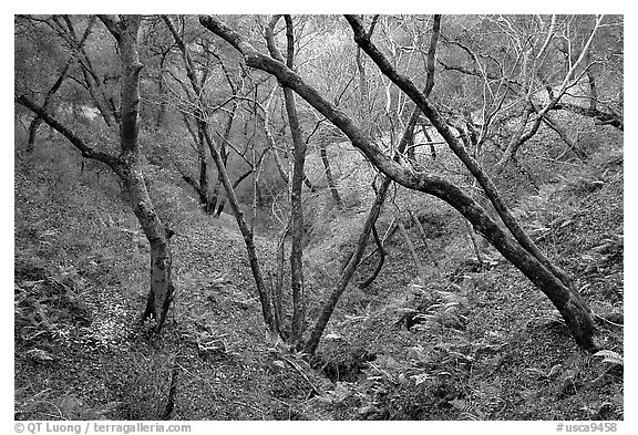 Creek, Sunol Regional Park. California, USA (black and white)