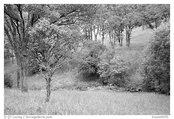 Meadow with flowers,  creek, and trees in spring, Mt Diablo State Park. California, USA (black and white)