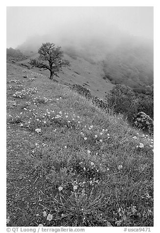 Poppies and fog near the summit, Mt Diablo State Park. California, USA