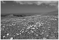 Meadows in the spring, with the Pacific ocean in the distance,  Russian Ridge Open Space Preserve. Palo Alto,  California, USA ( black and white)