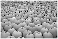 Pumpkin patch, near Pescadero. San Mateo County, California, USA ( black and white)