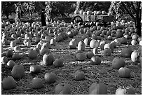 Pumpkin patch. San Jose, California, USA ( black and white)
