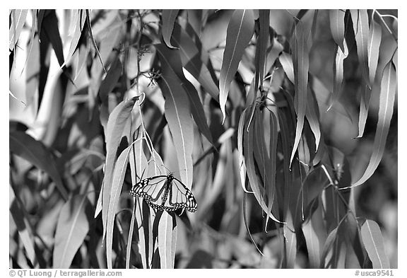 Monarch butterfly in Eucalyptus tree, Natural Bridges State Park. Santa Cruz, California, USA