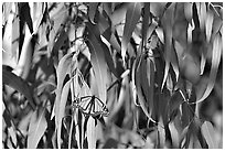 Monarch butterfly in Eucalyptus tree, Natural Bridges State Park. Santa Cruz, California, USA ( black and white)