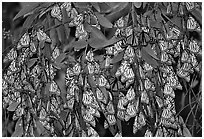 Cluster of Monarch butterflies, Natural Bridges State Park. Santa Cruz, California, USA ( black and white)