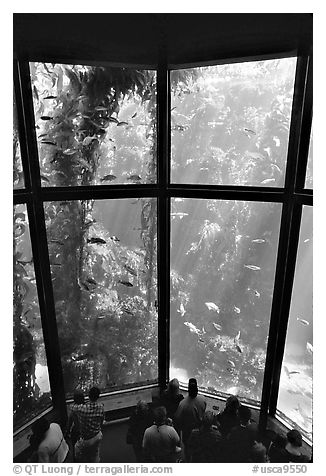 Kelp exhibit, Monterey Aquarium, Monterey. Monterey, California, USA (black and white)