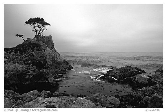 Lone Cypress, cloudy sunset, seventeen-mile drive. Pebble Beach, California, USA (black and white)