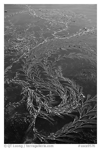 Kelp at ocean surface. Point Lobos State Preserve, California, USA (black and white)