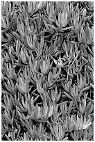 Ice plant. Carmel-by-the-Sea, California, USA ( black and white)
