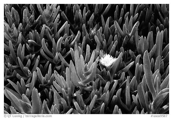 Ice plant and flower. Big Sur, California, USA