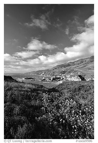 Wildflowers and rocky coast, Garapata State Park. Big Sur, California, USA (black and white)