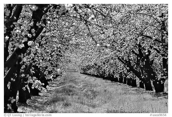 Orchards trees in bloom, San Joaquin Valley. California, USA (black and white)