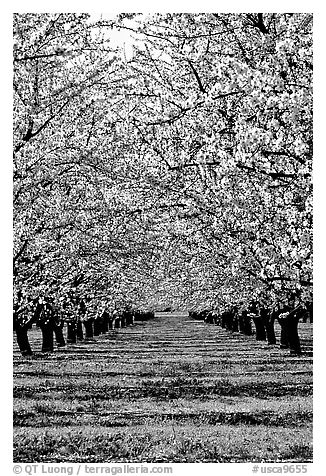 Orchards trees in bloom, Central Valley. California, USA (black and white)