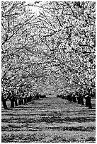 Orchards trees in bloom, Central Valley. California, USA ( black and white)