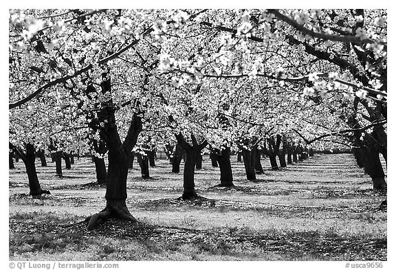 Orchards trees in blossom, Central Valley. California, USA (black and white)