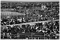 Cattle, Central Valley. California, USA (black and white)