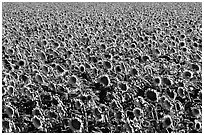 Sunflowers, Central Valley. California, USA ( black and white)