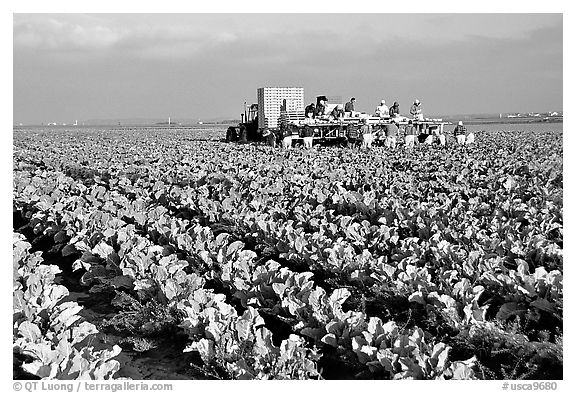 lettuce harvest, Salinas Valley. California, USA (black and white)